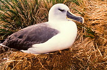 Grey headed albatross adult on nest (Thalassarche chrysostoma) South Georgia