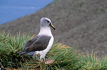 Grey headed albatross (Thalassarche chrysostoma) portrait, Bird Island, South Georgia, November