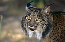 Spanish Lynx {Lynx pardina} Donana NP, Spain