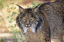 Spanish / Iberian Lynx in Donana NP, Spain (Lynx pardina)