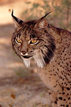 Spanish /Iberian Lynx in Donana NP, Spain