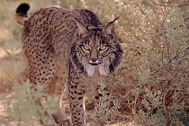 Spanish / Iberian  Lynx in Donana NP, Spain