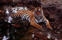 Tiger cooling in water (Panthera tigris) Bandhavgarth NP, Rajasthan, India