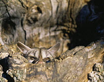 Small spotted genet (Genetta genetta) hiding in a tree, Cabaneros, Spain
