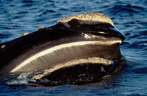 Southern right whale skim feeds at surface, note baleen