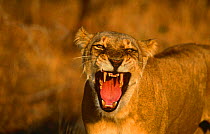 Lioness yawning (Panthera leo) Mala Mala GR, South Africa