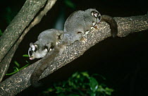 Two Sugar gliders {Petaurus breviceps} on branch in tree, Green Mountains, Lammington NP, Australia.