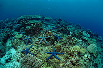 Blue starfish on coral reef. Philippines