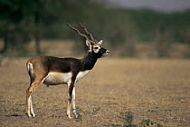 Male Blackbuck (Antilope cervicapra) Rajasthan, India