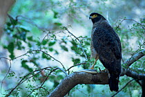 Crested serpent eagle (Spilornis cheela) with snake prey, Ranthambore NP. Rajasthan. India