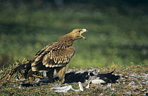 Juvenile Imperial eagle (Aquila heliaca) calling, with remains of prey on ground, Keoladeo Ghana National Park (Bharatpur) Rajasthan, India, Vulnerable species