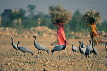Demoiselle cranes {Anthropoides virgo} with local people, Khichan, Rajasthan, India