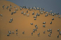 Demoiselle cranes {Anthropoides virgo} on sand dunes, Khichan, Rajasthan, India