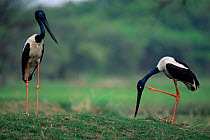 Pair of Black necked storks (Ephippiorhynchus asiaticus) Keoladeo Ghana NP, Rajasthan, India