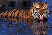 Bengal Tiger in water. Captive. (Panthera tigris tigris)