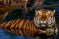 Bengal Tiger cooling in water (Panthera tigris tigris) captive