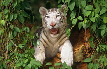 A white, cross-eyed Bengal Tiger cub (Panthera tigris tigris) captive