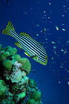 Oriental sweetlips, Lakshadweep,(formerly Laccadives), India