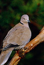 Collared dove perched  (Streptopelia decaocto) UK
