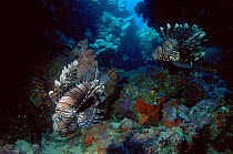 Lionfish, Andaman Sea, Indian Ocean