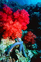 Coral reef with soft corals and starfish, Richelieux Rock, Andaman Sea, Thailand  Indian Ocean