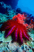 Crown of Thorns starfish, Andaman Sea