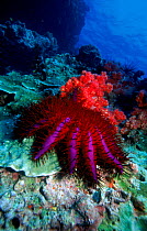 Crown-of-Thorns starfish, Andaman Sea, Indian Ocean