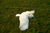 Sulphur crested cockatoo in flight.