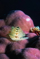 Christmas tree worms on porites coral. (S.giganteus) Similan Islands Andaman Sea, Thailand