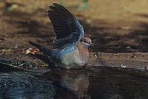 Laughing dove (Spilopelia senegalis) with wings raised, bathing, Senegal, W Africa