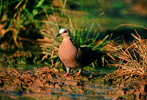 Red eyed dove, The Gambia West Africa