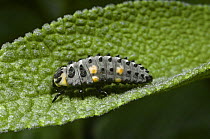 Larva of seven spotted Ladybird (Coccinella septempunctata) UK