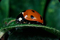 Seven spot ladybird, UK.
