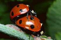 Seven spotted ladybirds (Coccinella septempunctata) mating, UK