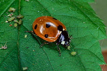 Seven spotted ladybird {Coccinella septempunctata} eating aphids. UK