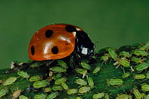 Seven spotted ladybird {Coccinella septempunctata} eating aphids. UK