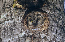 Tengmalm's owl {Aegolius funereus} face portrait in nest hole, Olsdalen, Sweden