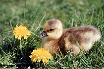 Three-day-old Greylag goose chick and dandelions