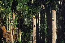 Blue and yellow macaws (Ara ararauna) at nests in Aguaje palm (Mauritia flexuosa) swamp, Tambopata-Candamo reserve, SE Peru