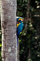 Blue and yellow macaw (Ara ararauna) at nest in Aguaje palm (Mauritia flexuosa), Tambopata-Candamo reserve, SE Peru