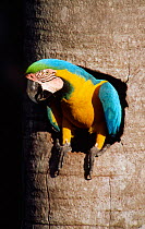 Blue and yellow macaw at nest entrance, Aguaje palm swamp, Tambopata-Candamo, Peru