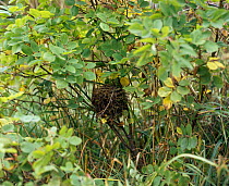 Dormouse nest, early autumn Sweden (Mucardinus avellanarius)