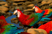 Green winged macaws and Scarlet macaws drinking, Peru