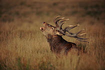 Male Red deer calling during rutting (mating) season. Jaegersborg Dyrehaven, Denmark