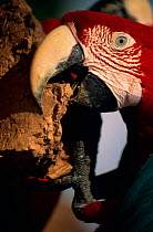 Green winged macaw eats clay for mineral content(Ara chloroptera) Tambopata-Candamo, Peru