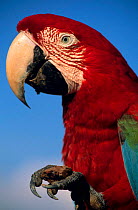 Green winged macaw holding clay in claw, eats it for mineral content (Ara chloroptera) Peru Tambopata-Candamo