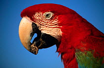 Green winged macaw eats clay for mineral content (Ara chloroptera) Peru, Tambopata-Candamo
