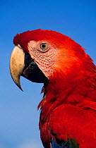 Scarlet macaw head portrait (Ara macao) SE Peru Tambopata-Candamo reserved zone
