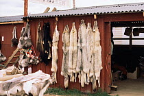 Grey wolf skin pelts and products (Canis lupus) Finland.