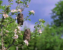 Young Tengmalm's owls (Aegolius funereus) on apple blossom, Sweden